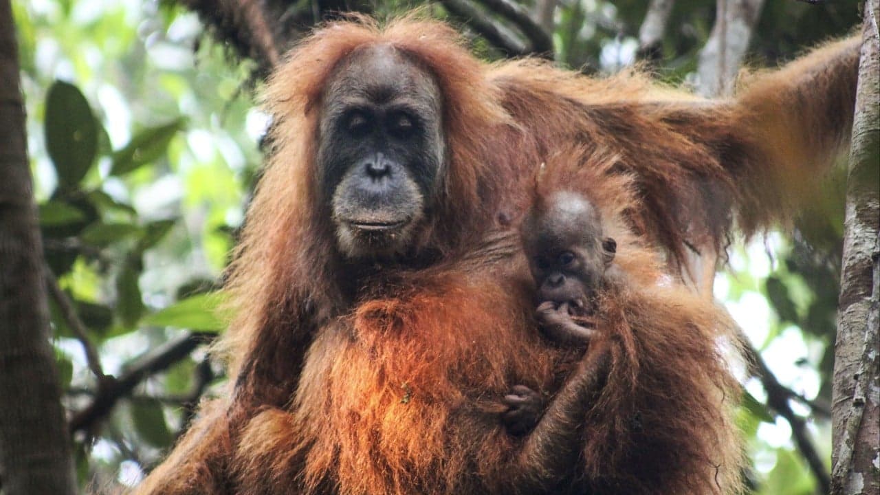 ‘Could go extinct here’: orangutans at risk as Indonesia floods devastate habitat
