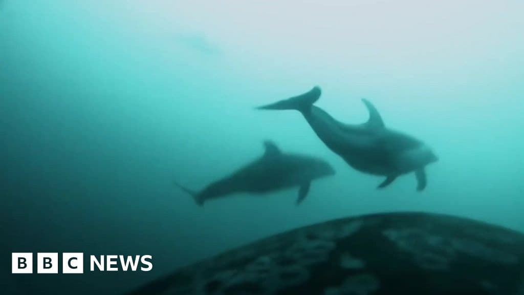 Cameras on killer whales record first evidence of joint hunt with dolphins