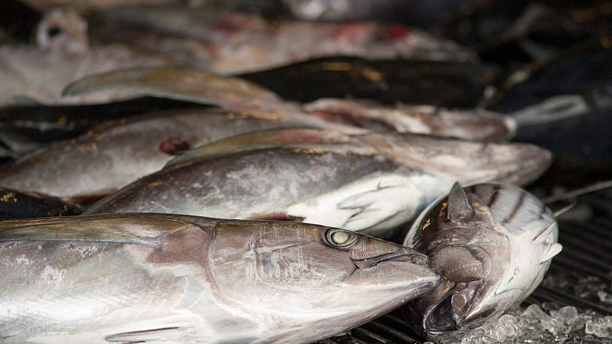 EU agrees on fishing quotas for 2026 after intense negotiations