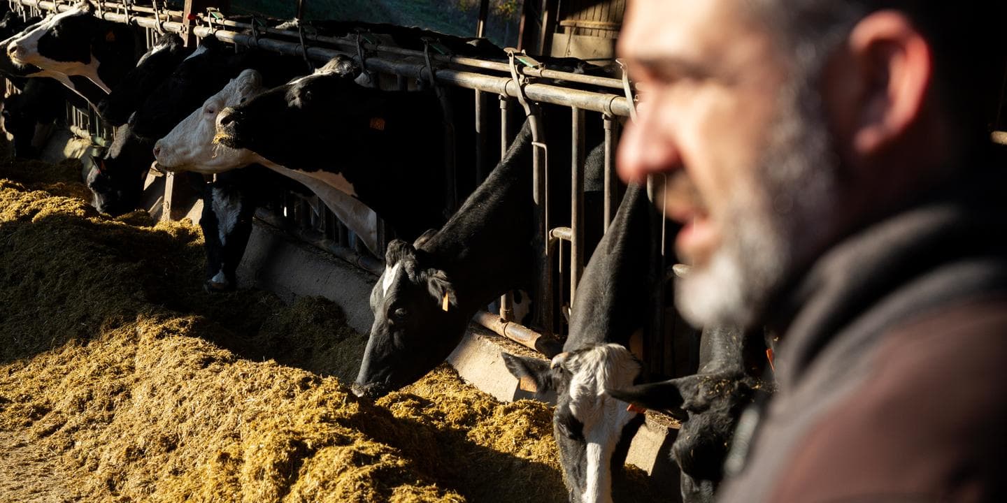 « Nous avons 4 000 bêtes à vacciner » : en Haute-Garonne, des vétérinaires en première ligne contre la dermatose nodulaire contagieuse