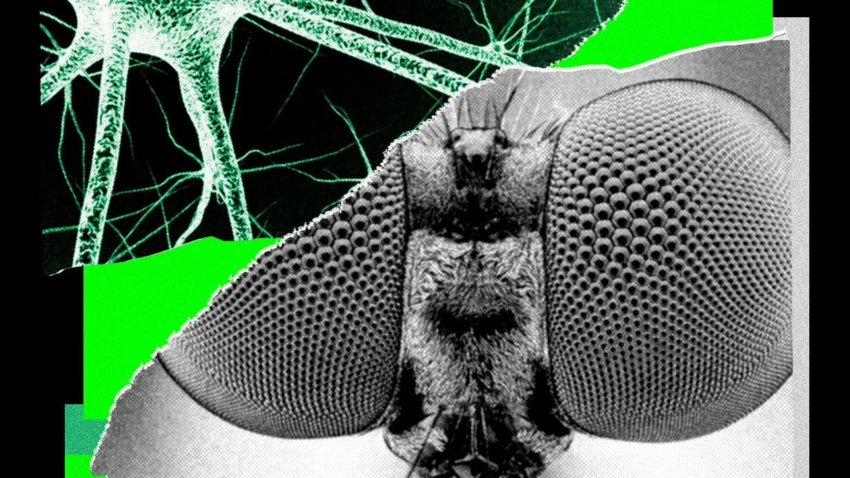 I Trained a Fly’s Brain to Generate WIRED Story Ideas