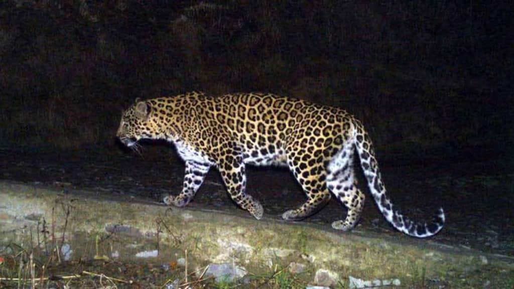 Forest department to monitor movement of leopard that attacked residents last month