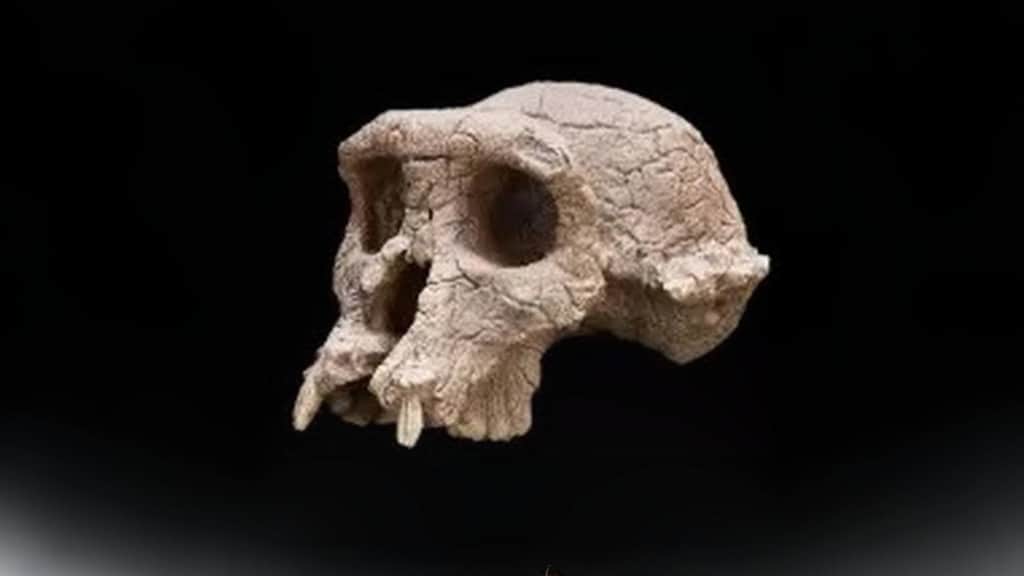 Ancient ape fossils offer new clues to humanity’s first steps
