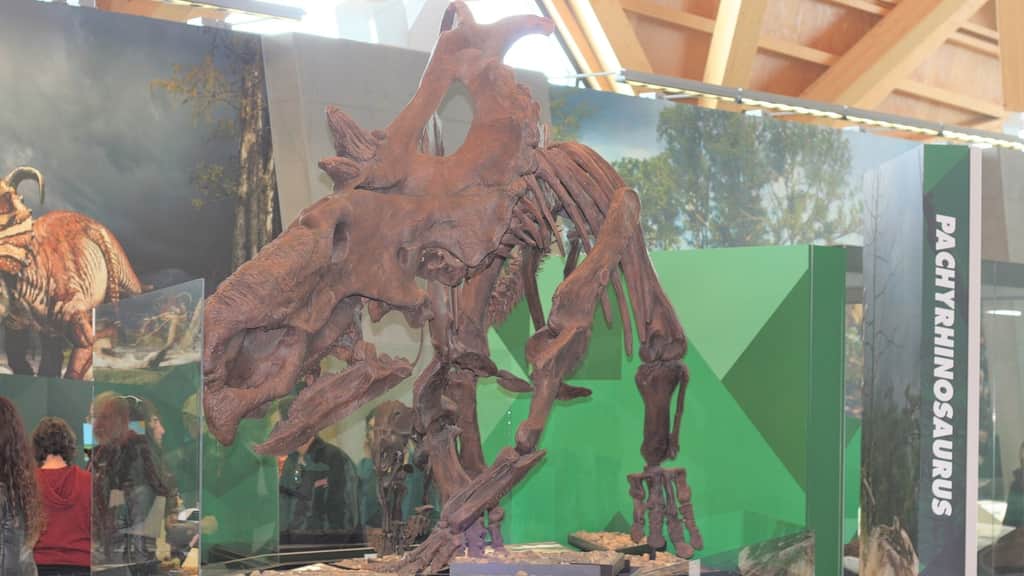 Visit the ‘dinosaur graveyard,’ home to almost 10,000 preserved fossils