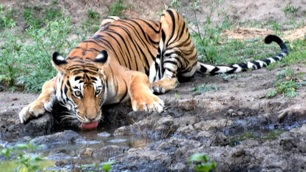 Tiger census gets under way in Karnataka