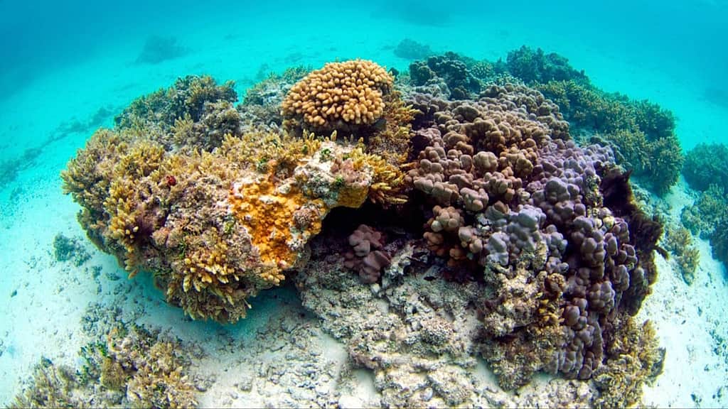 Healthy coral reefs could feed millions every year, finds study