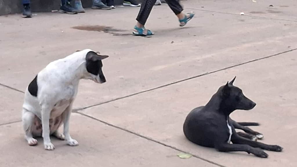Lawyers association writes to Chief Justice over stray dogs’ issue on HC premises: ‘Situation has worsened’