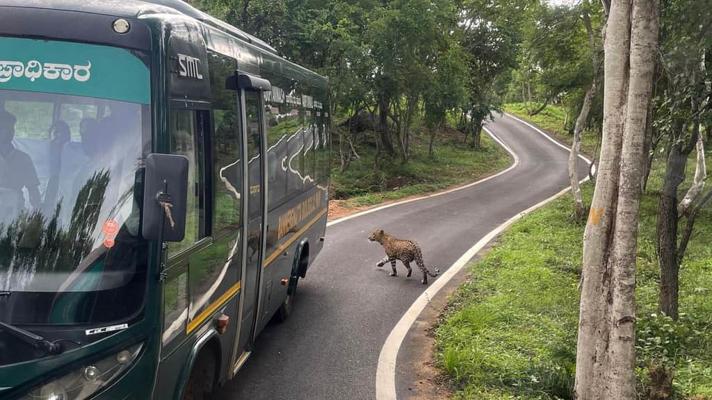 Bannerughatta Biological Park gains from safari bans in other popular destinations