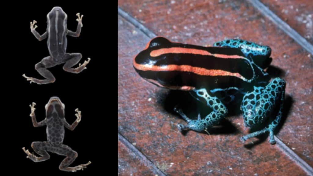 The poison frog that fooled scientists for decades