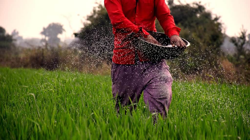 T.N. State Planning Commission study flags seed availability, timing as hurdles to green manuring uptake