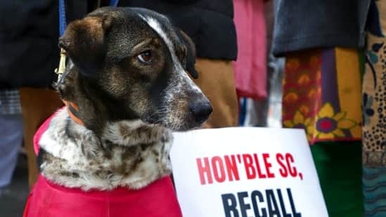 'Don't know dog's mood VS strays raped': Arguments during Supreme Court hearing