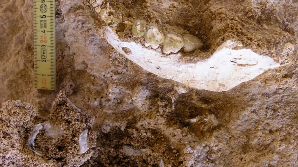 We have a fossil closer to our split with Neanderthals and Denisovans