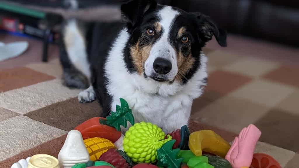 These dogs eavesdrop on their owners to learn new words
