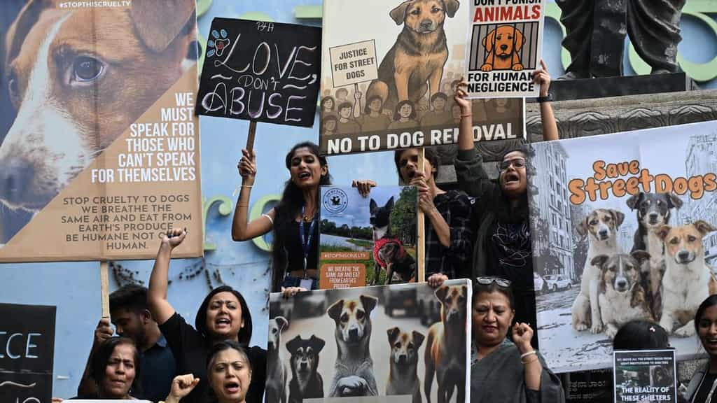 Stray dogs case: SC refuses to go into allegation of harassment of women dog feeders