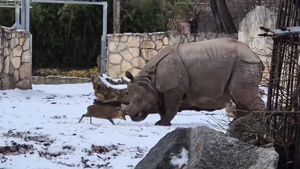 Tiny deer takes on 1.7-tonne rhino at Poland zoo; viral video leaves internet amused