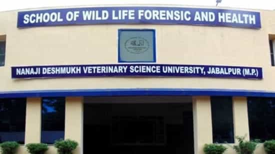'Cow dung for cancer cure' research project at MP medical university runs into scam charge over fund spend