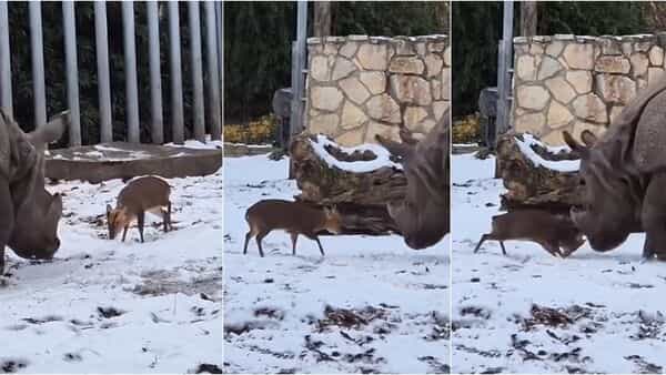 Tiny deer takes on 1.7-tonne rhino at Poland zoo; viral video amuses the internet | Today News