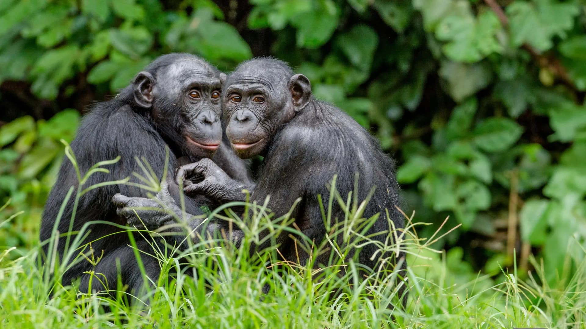 Male bonobos use hidden clues to boost mating success